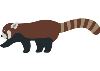 Red Panda Infographic